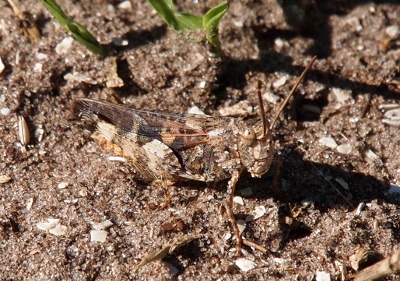 [A great deal of this grasshopper blends in with the ground around it due to its coloring. One has to look closely to see the thick antenna which stick upward from its head. Its backline is also a slightly darker brown which provides a contrast to the ground. There are light and dark markings along the legs which give the grasshopper its 'striped' name. The eye and the head are shades of sandy-brown which make it hard to differntiate it from the small broken shells and sand on the ground.]